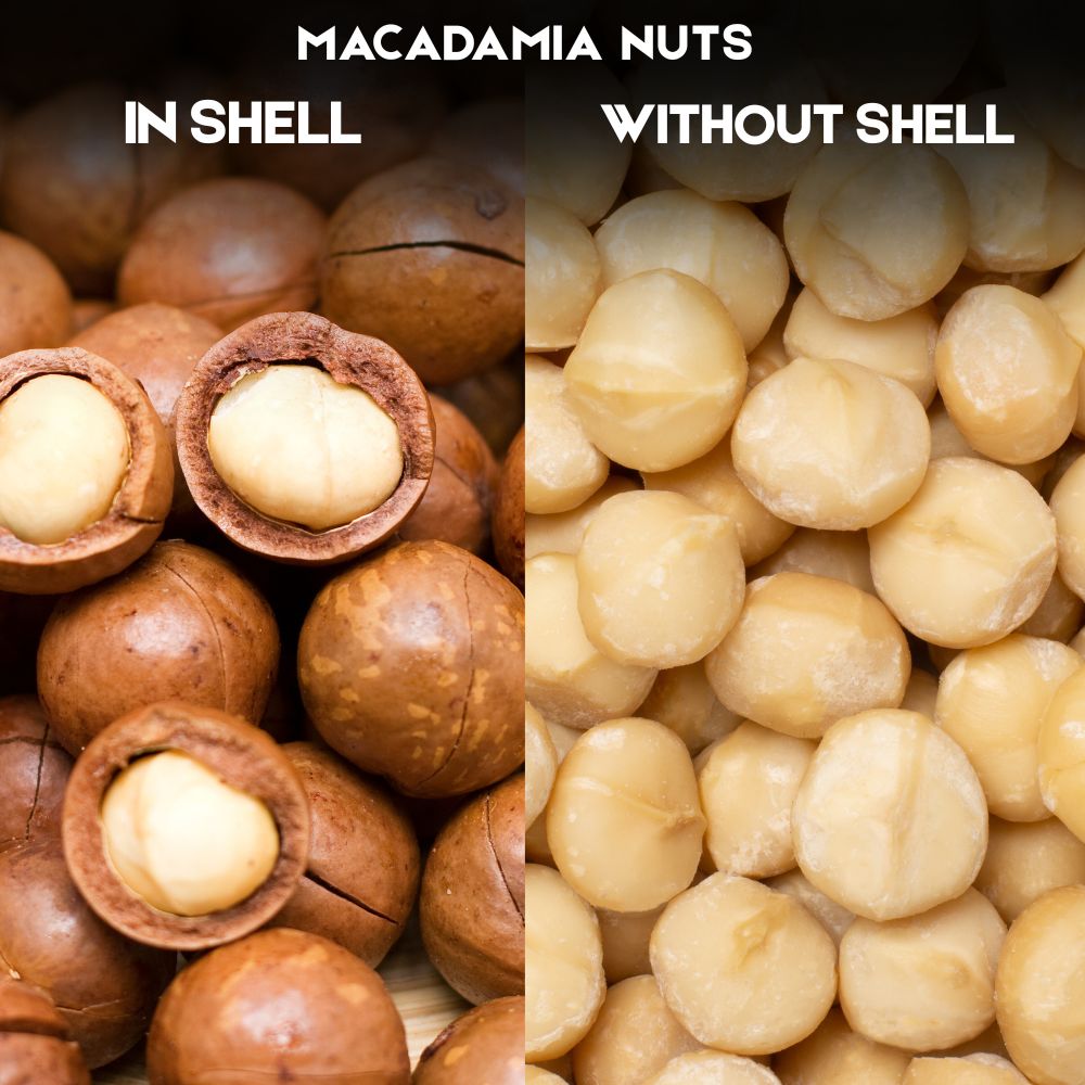 Modinuts Premium Macadamia & Pecan Nuts In-Shell Combo | Raw, Fresh & Crunchy Dry Fruits for Healthy Snacking