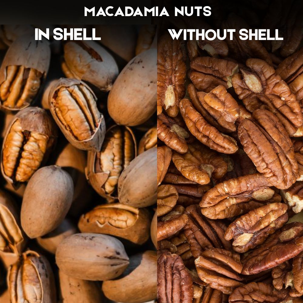 Modinuts Premium Macadamia & Pecan Nuts In-Shell Combo | Raw, Fresh & Crunchy Dry Fruits for Healthy Snacking