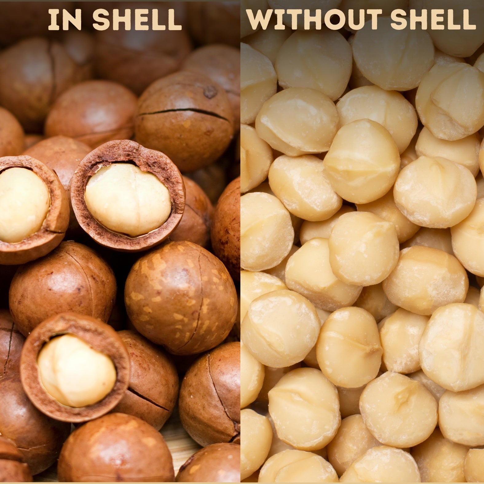 Buy Premium Macadamia Nuts in Shell Online – Fresh & Premium Quality